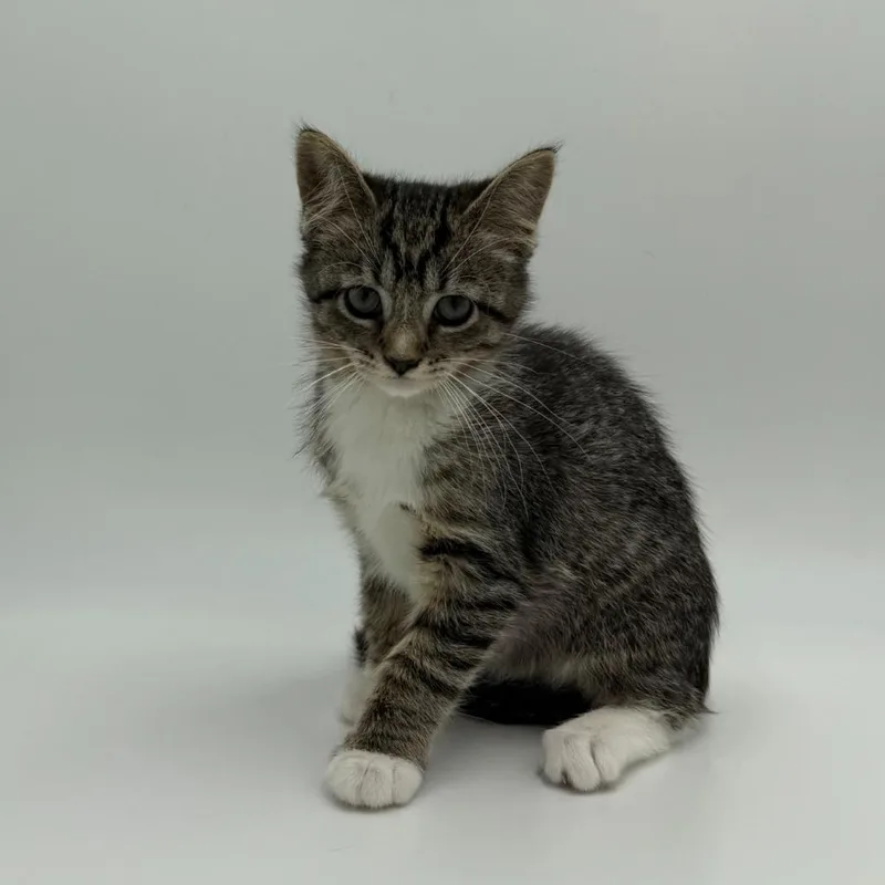 A baby medium-sized female Domestic Short Hair cat named Rave for adoption in State College, PA