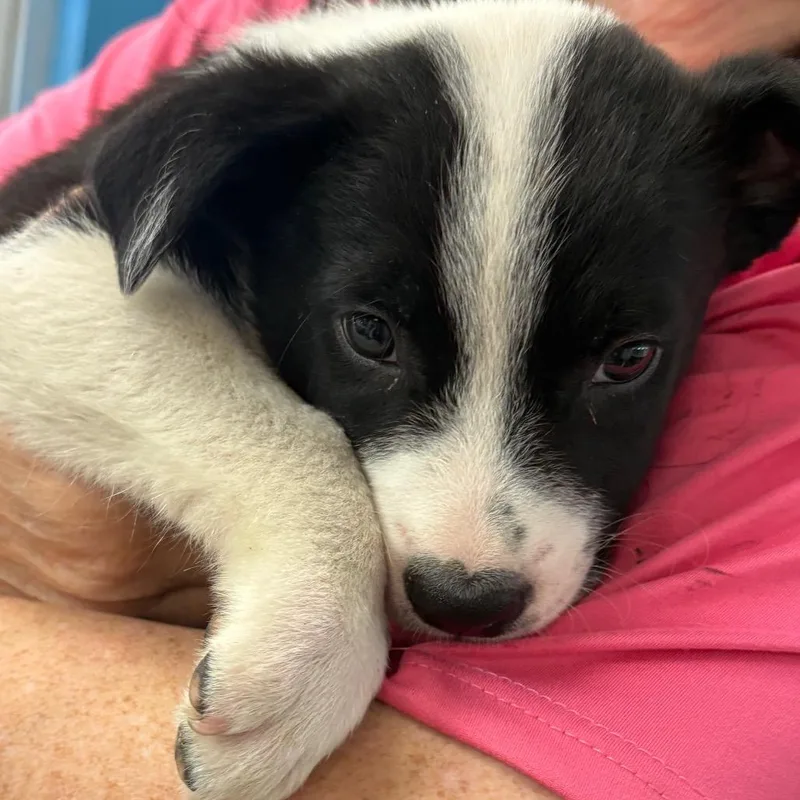 A baby small-sized male Black Mixed Breed dog named Jimmy Chew for adoption in Columbus, GA