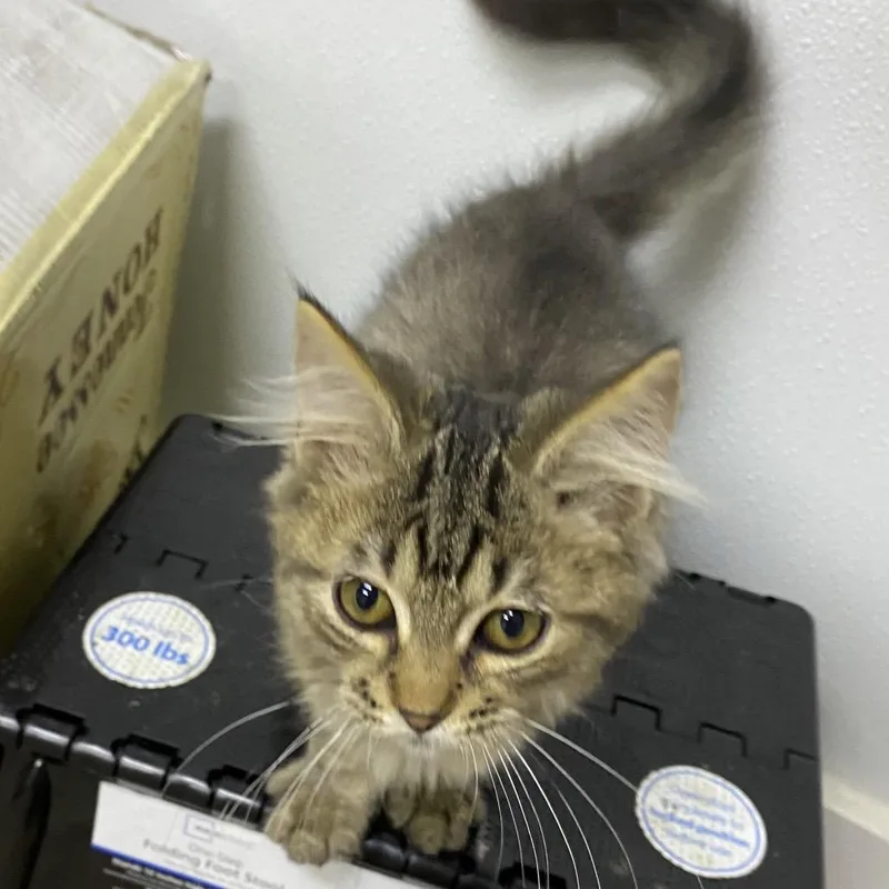 A baby small-sized male Domestic Long Hair cat named Ben for adoption in Franklin, NC
