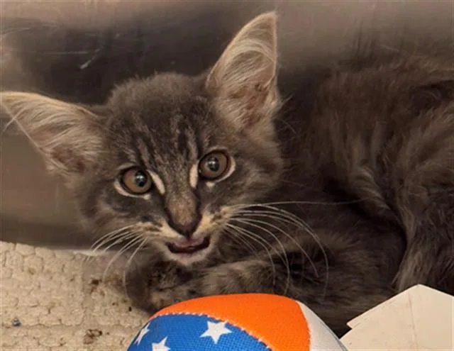 A baby small-sized female Domestic Short Hair cat named Lil Bird for adoption in Tustin, CA