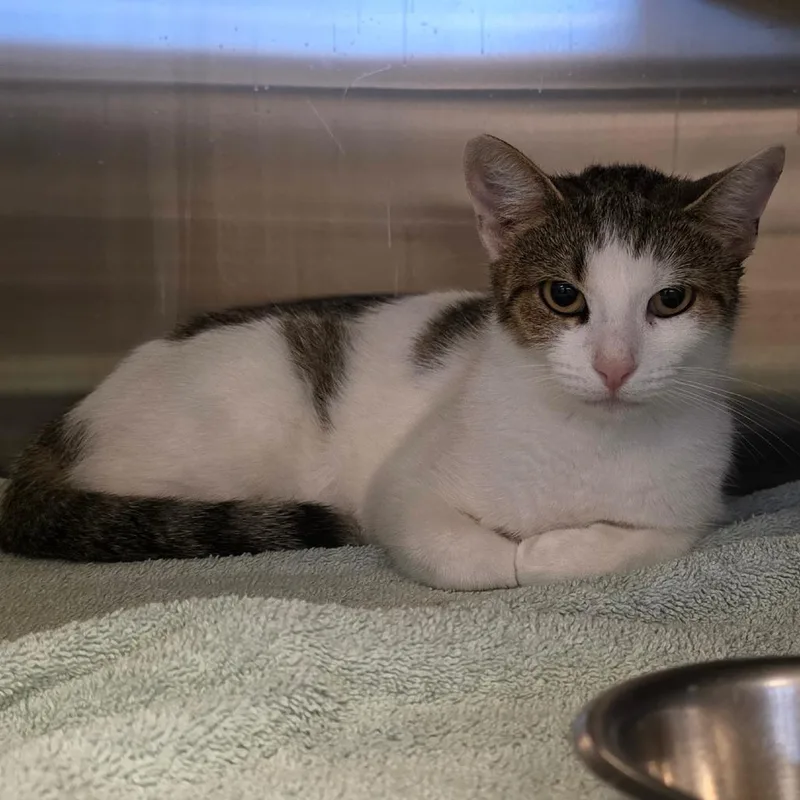 An adult medium-sized female Brown / Chocolate Domestic Short Hair cat named Petal for adoption in Bristol, IN