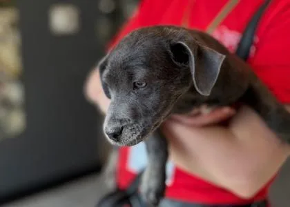 A baby medium-sized male Mixed Breed dog named Ted for adoption in West Chester, PA