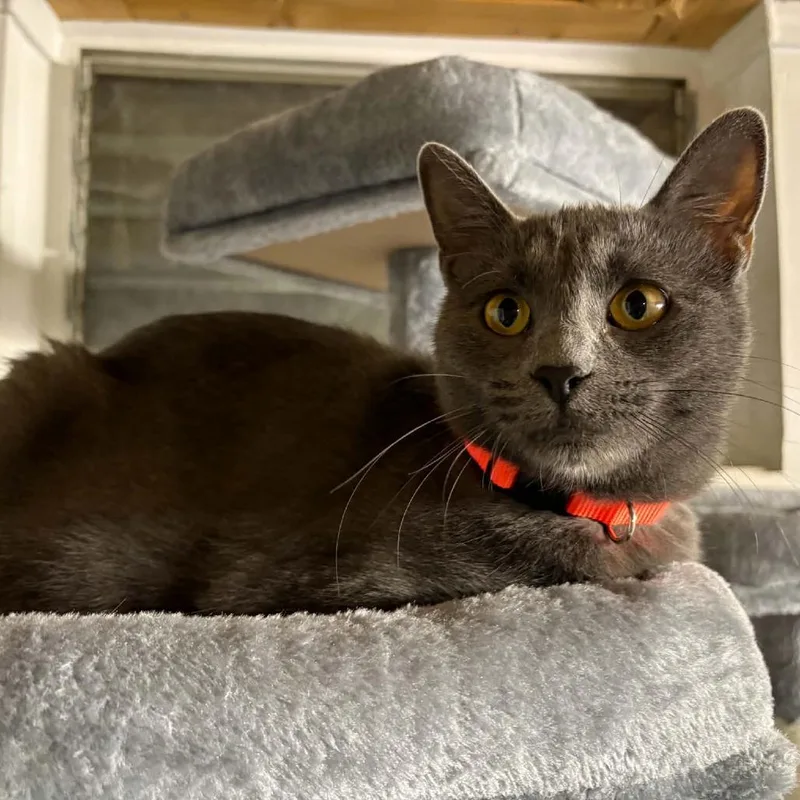 An adult medium-sized female Gray / Blue / Silver Domestic Short Hair cat named Marilyn for adoption in FAIRWAY, KS
