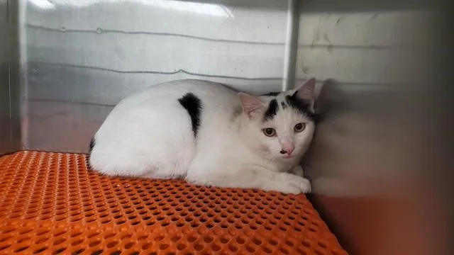 An adult large-sized male Domestic Short Hair cat named Otho for adoption in Aurora, IL