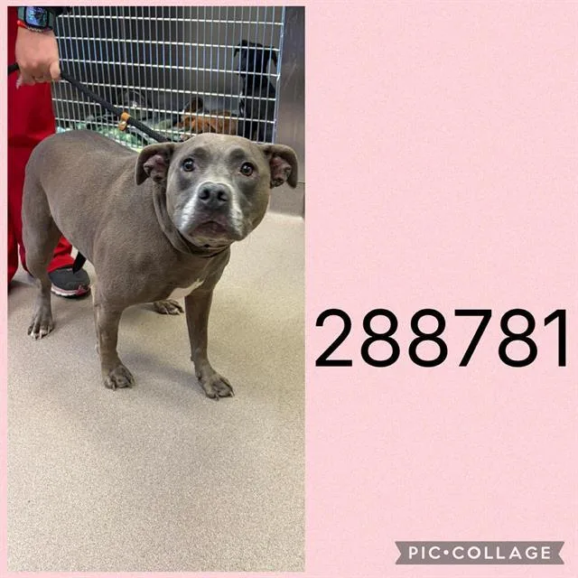 An adult large-sized female Pit Bull Terrier dog named Gretchen for adoption in Macon, GA