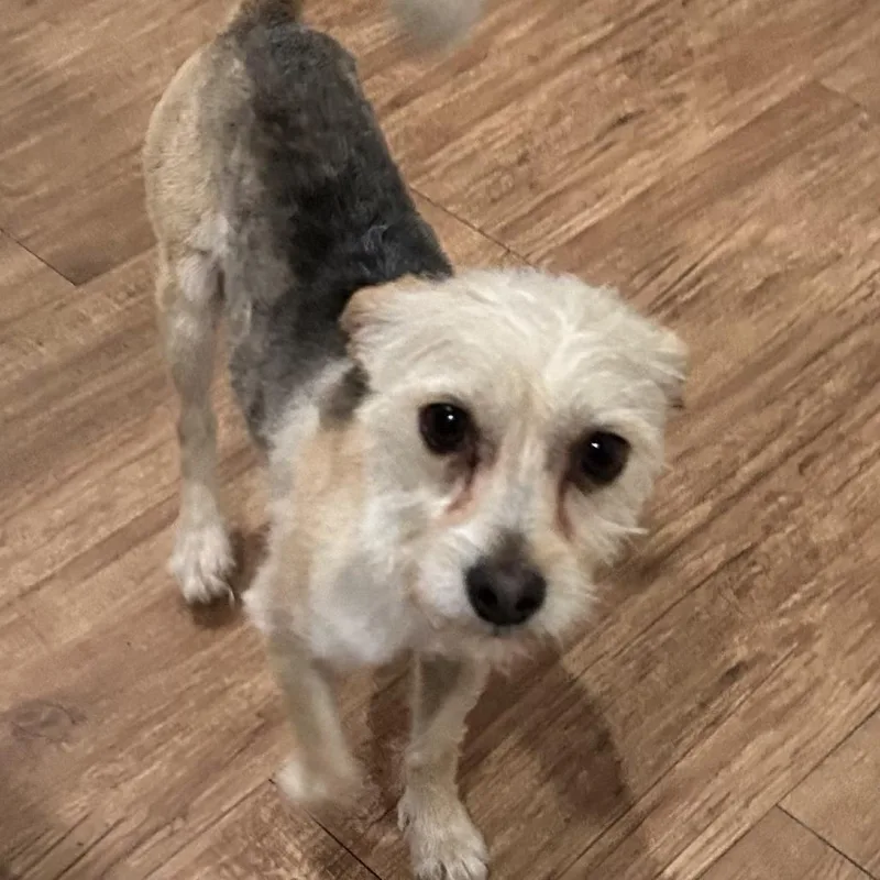 An adult small-sized female Yellow / Tan / Blond / Fawn Terrier dog named Lulu Olive for adoption in Houston, TX