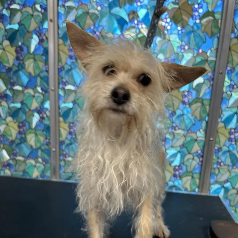 Lulu Olive thumbnail 2