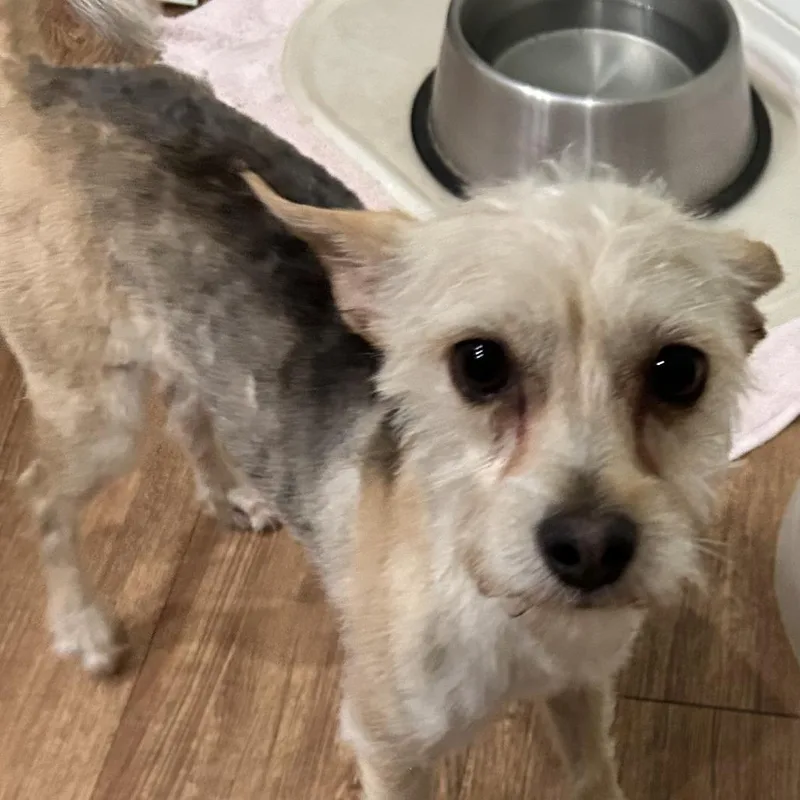 Lulu Olive thumbnail 4