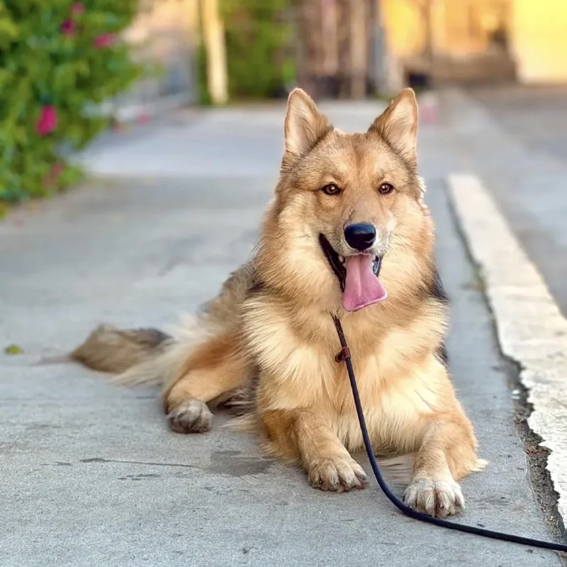 A young medium-sized female Brown / Chocolate Shepherd dog named Mariah for adoption in Agoura Hills, CA