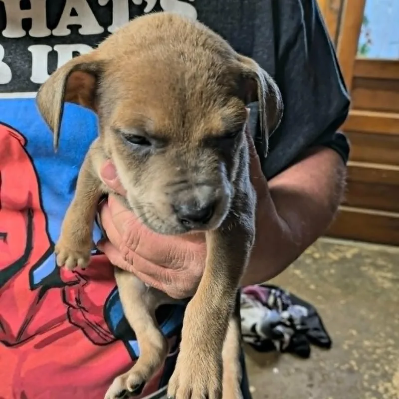 A baby medium-sized male Yellow / Tan / Blond / Fawn Mixed Breed dog named Lefty for adoption in DeKalb, IL