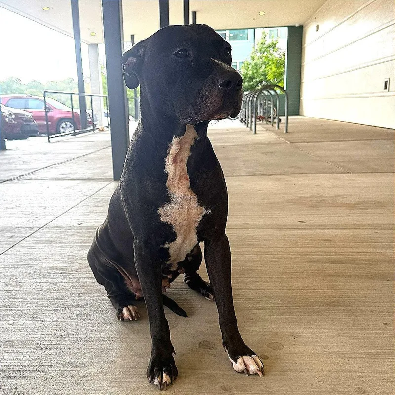 An adult medium-sized female Pit Bull Terrier dog named Bessie for adoption in Austin, TX