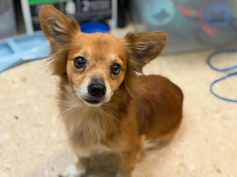An adult small-sized male Red / Chestnut / Orange Chihuahua dog named Wybie for adoption in Tulsa, OK