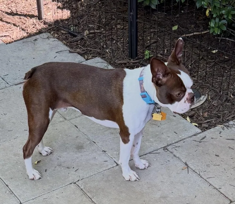 A young small-sized male Boston Terrier dog named Champion Festus  Antioch for adoption in Maryville, TN