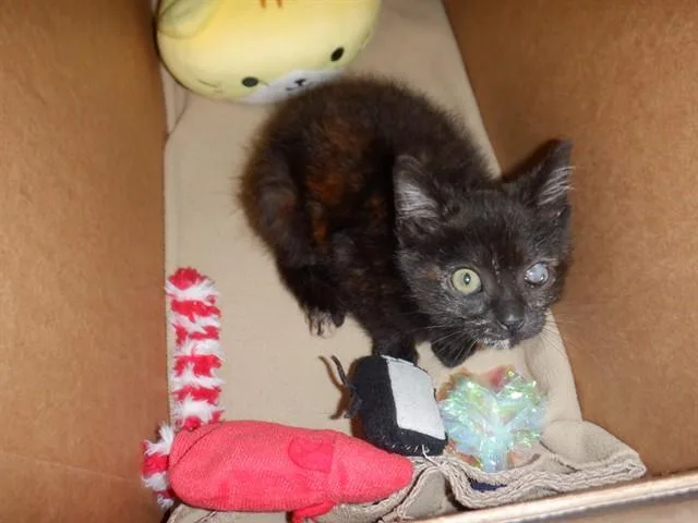 A baby small-sized female Domestic Short Hair cat named Rey for adoption in San Jose, CA
