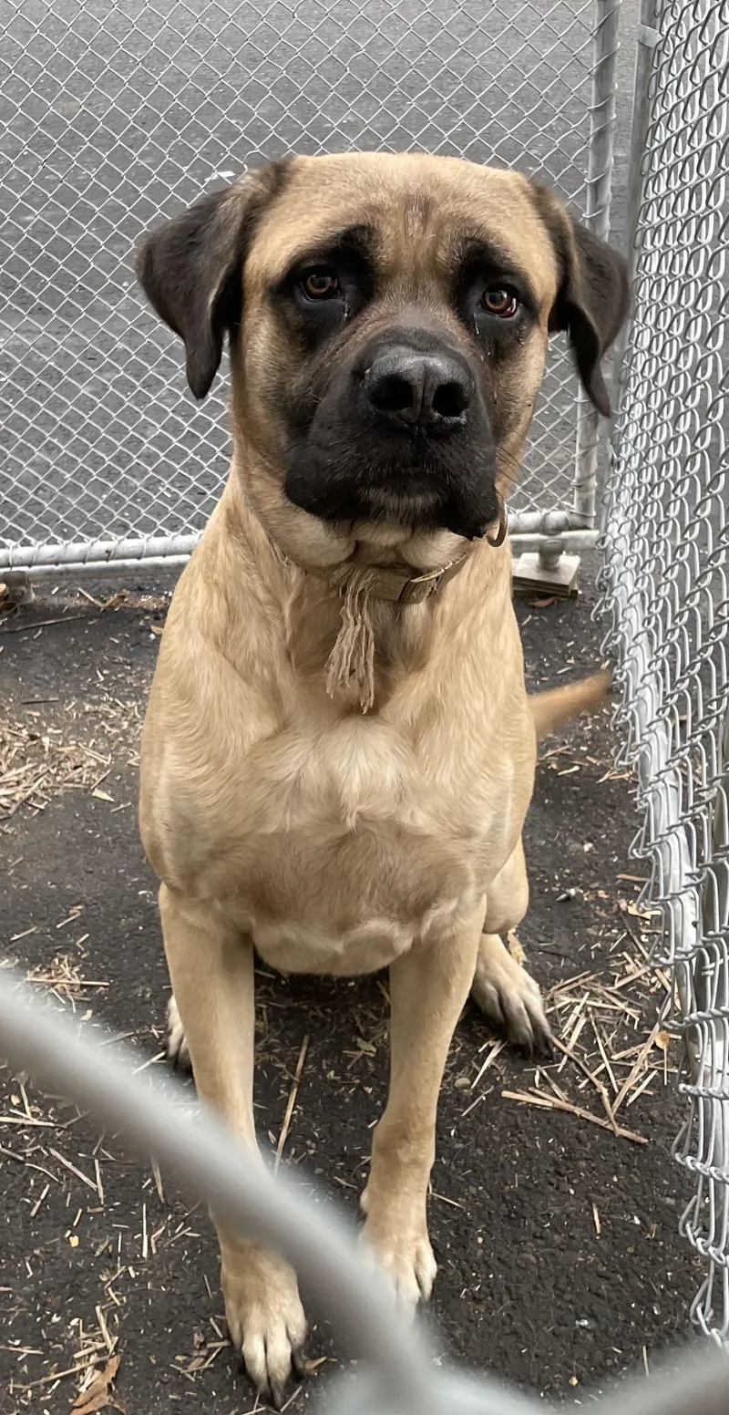 A young extra large-sized male Yellow / Tan / Blond / Fawn Mastiff dog named Jolly HOLD for adoption in Canton, OH