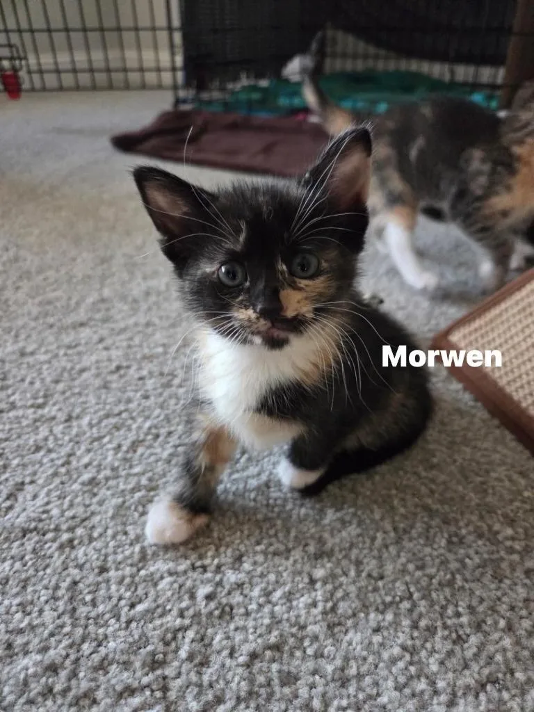 A baby small-sized female Domestic Short Hair cat named Morwen for adoption in Darien, GA