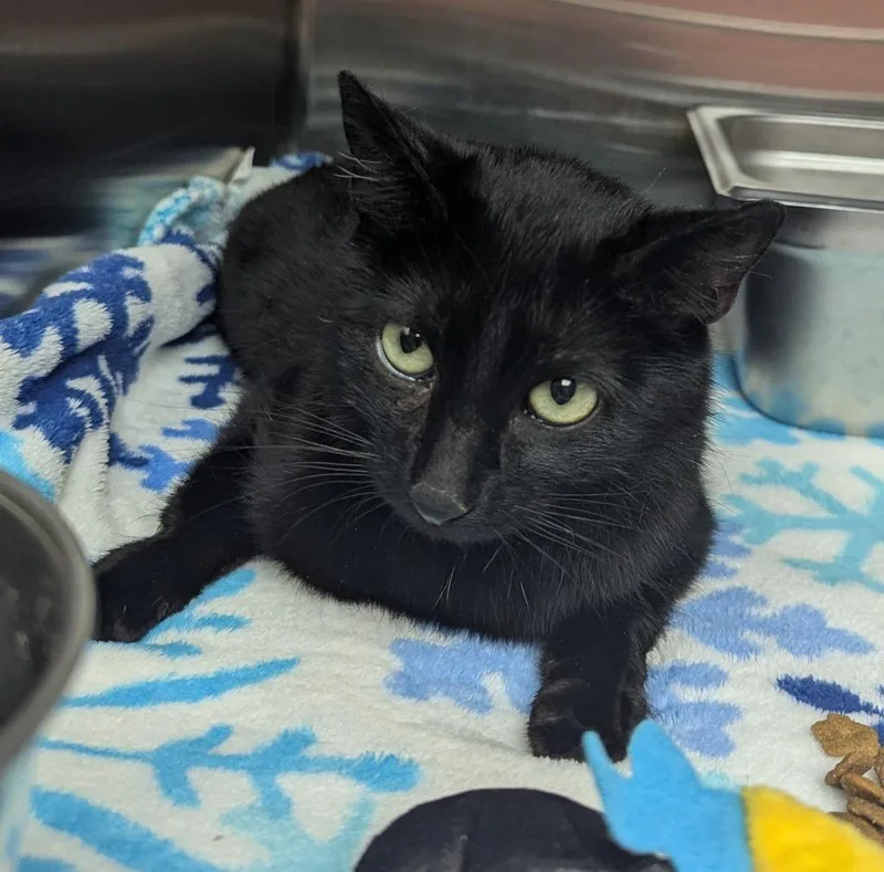 A young medium-sized female Domestic Short Hair cat named Porsche for adoption in Logan, UT