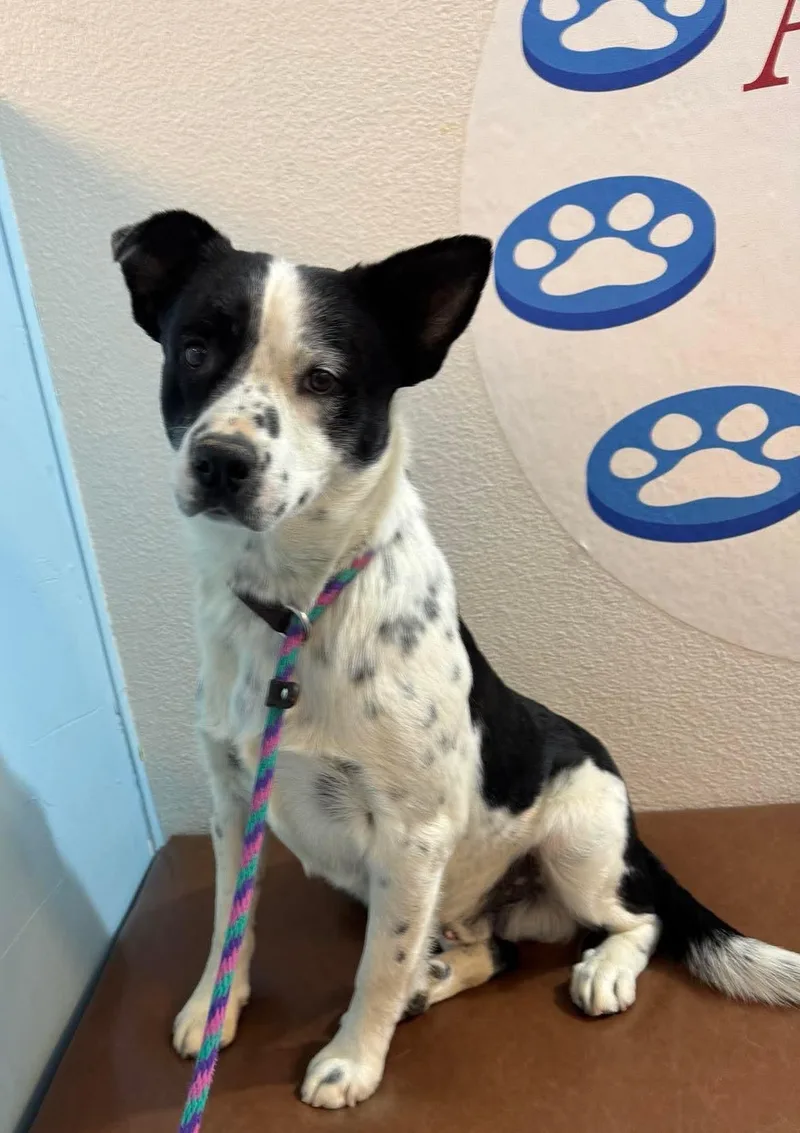 A young medium-sized male Border Collie dog named Petey for adoption in Las Vegas, NV