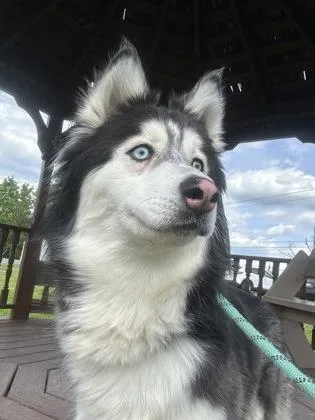 An adult small-sized female Husky dog named Crystal for adoption in Clarks Summit, PA