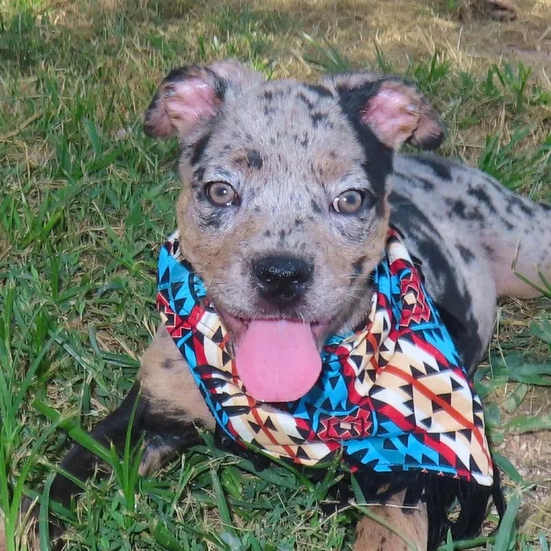A baby medium-sized female Gray / Blue / Silver Pit Bull Terrier dog named Rubik D for adoption in Minnetonka, MN