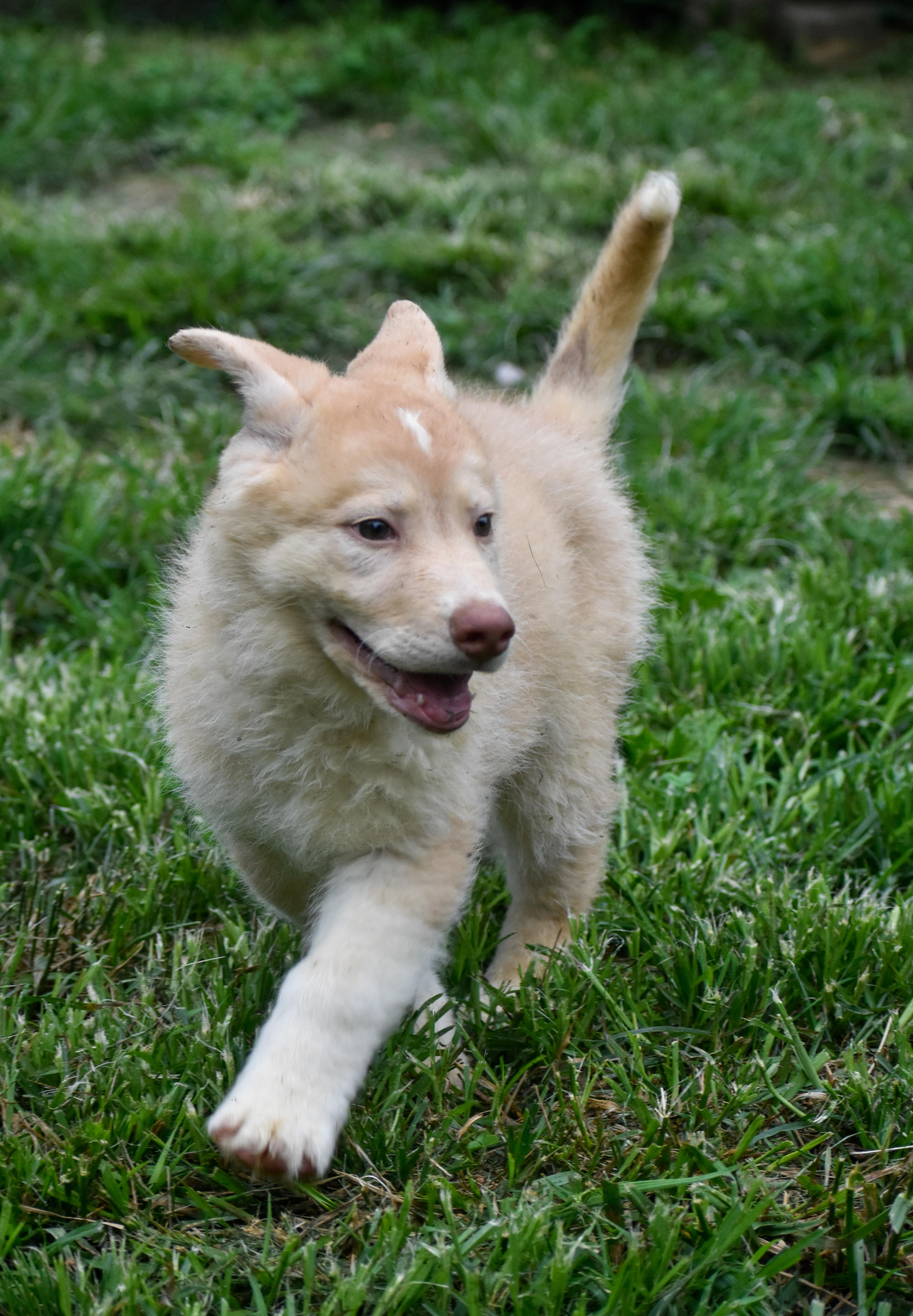 A baby large-sized male Apricot / Beige Husky dog named Lyle for adoption in Indianapolis, IN