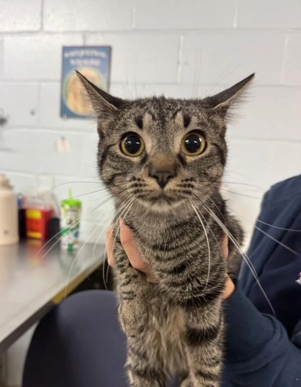 A young small-sized female Domestic Short Hair cat named Whataburger for adoption in Millersville, MD