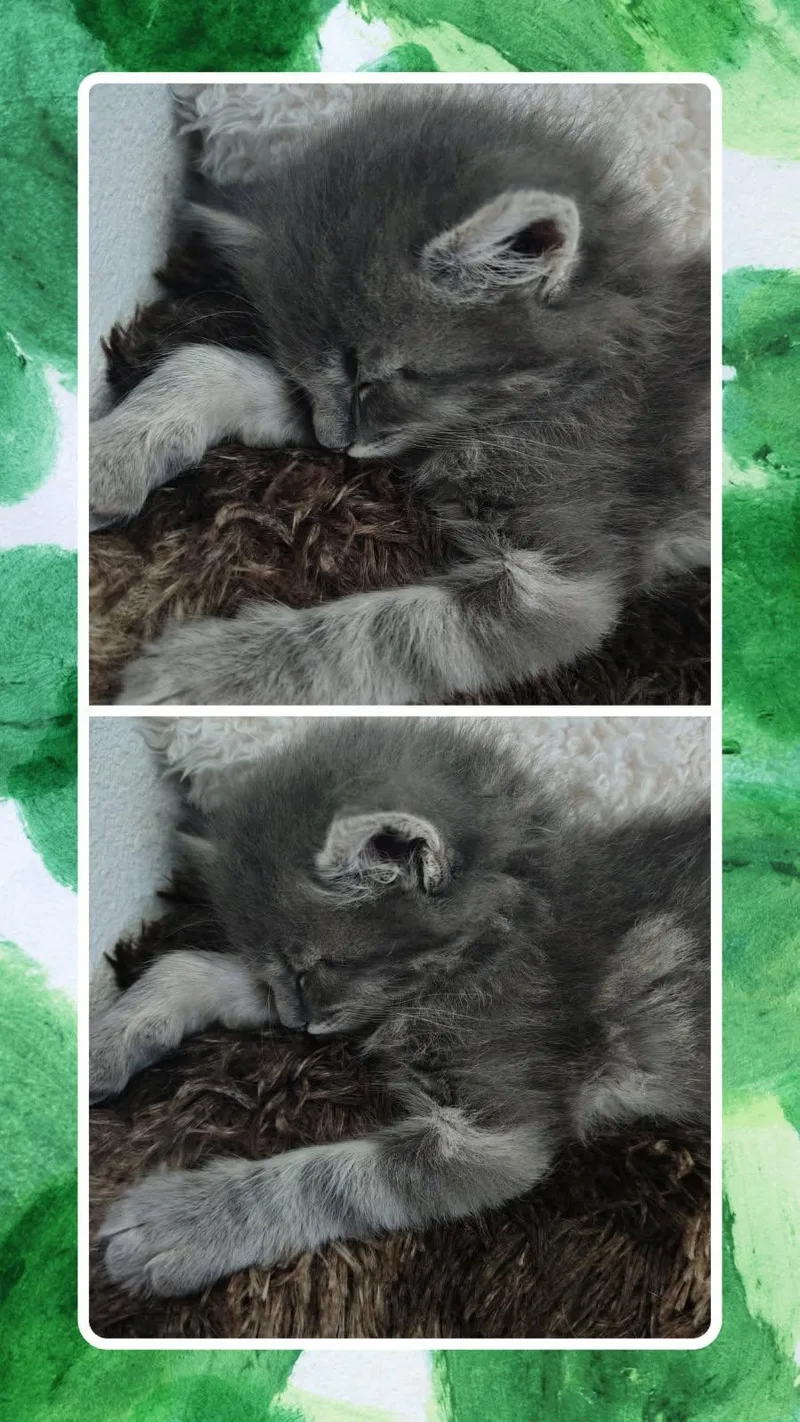 A baby medium-sized male Gray / Blue / Silver Domestic Medium Hair cat named Axle for adoption in Terrell, TX