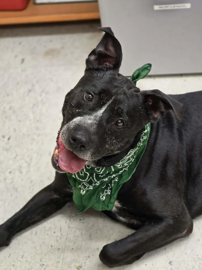 A senior large-sized male Black Pit Bull Terrier dog named Judd for adoption in Grants Pass, OR