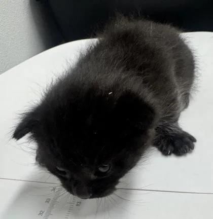 A baby small-sized male Domestic Short Hair cat named Yogi Bear Fka Little for adoption in West Chester, PA
