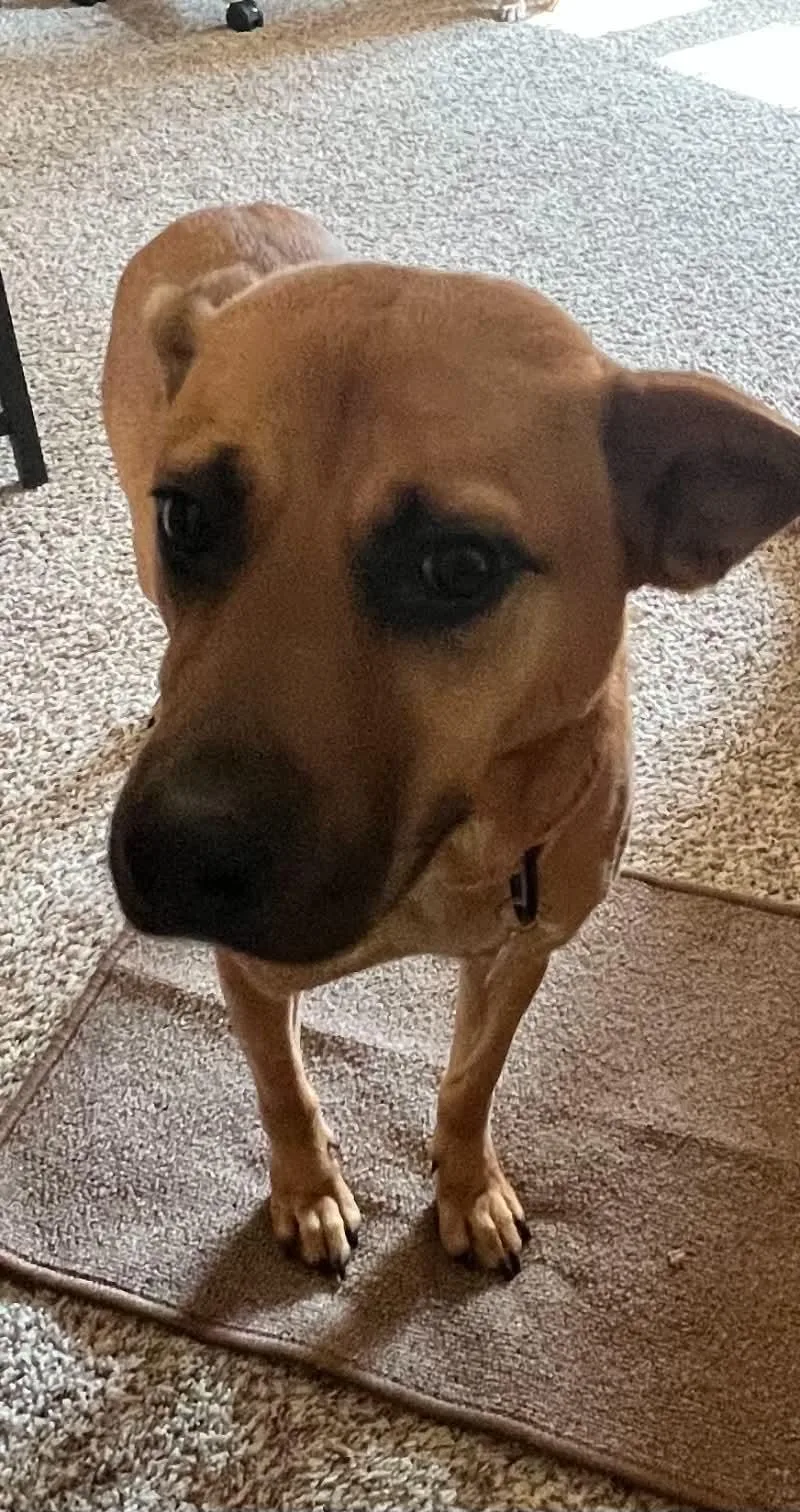 An adult medium-sized female Mixed Breed dog named Amber for adoption in Appleton, WI