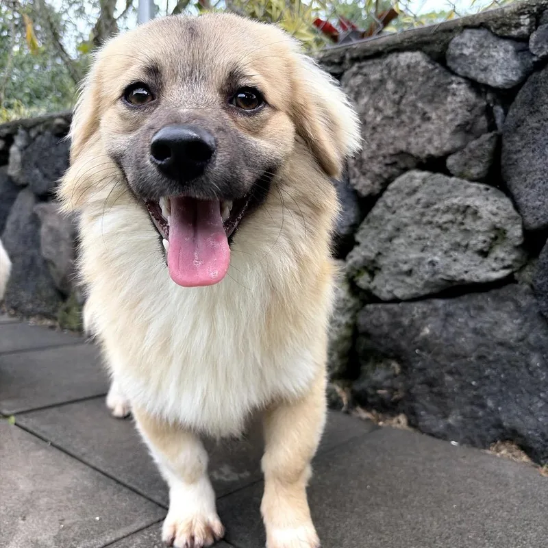 A young small-sized male Yellow / Tan / Blond / Fawn Tibetan Spaniel dog named Jerry for adoption in Keaau, HI
