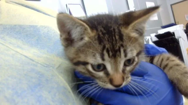 A baby medium-sized male Domestic Medium Hair cat named Elio for adoption in Dallas, TX