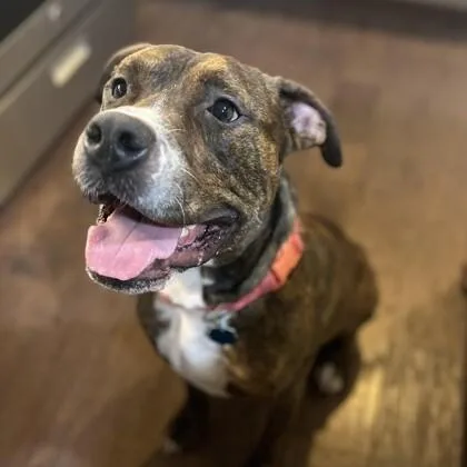 An adult medium-sized male Brown / Chocolate Pit Bull Terrier dog named Ozzy for adoption in Houston, TX