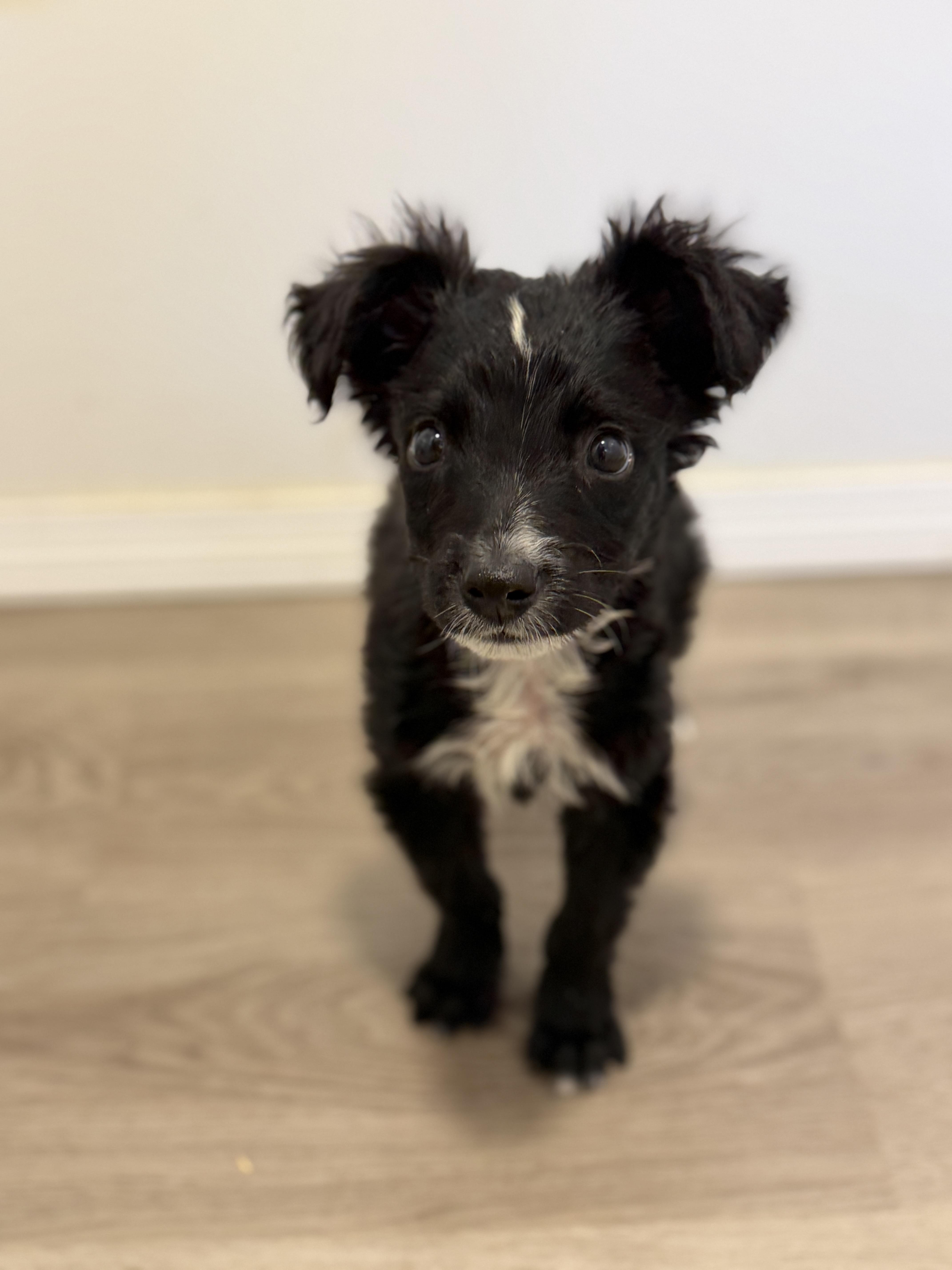 A baby small-sized female Australian Shepherd dog named Kamron for adoption in San Diego, CA