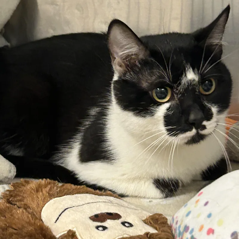An adult medium-sized male Domestic Short Hair cat named Christopher for adoption in Reisterstown, MD