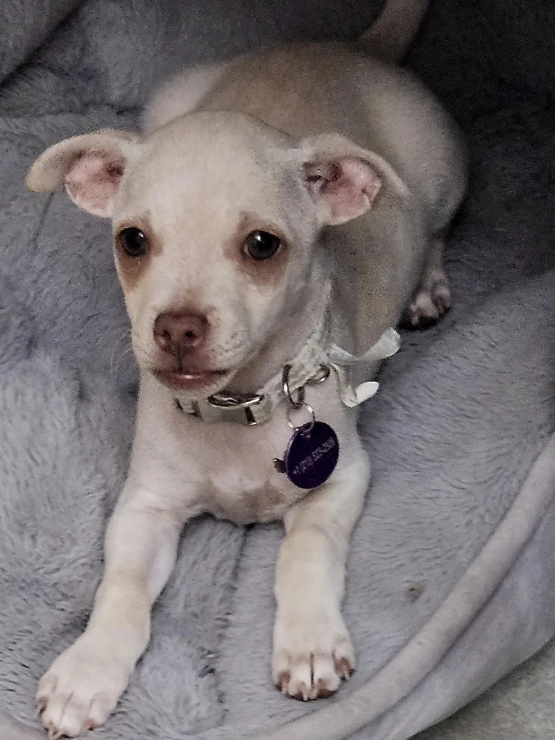 A baby small-sized male Chihuahua dog named Praline for adoption in West Hollywood, CA