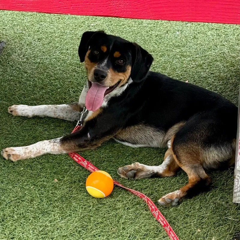 A young medium-sized male Hound dog named Roy for adoption in Bloomfield, CT