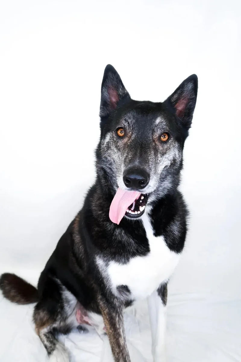 An adult large-sized male Husky dog named Skift for adoption in Bixby, OK