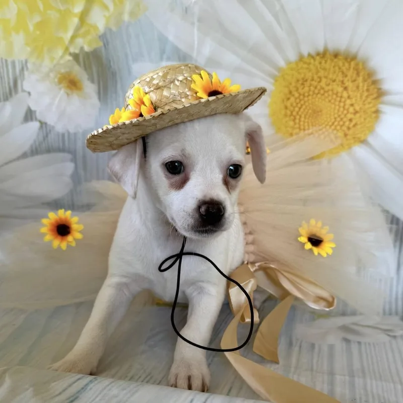 A baby small-sized female Jack Russell Terrier dog named Lily Magnolia for adoption in Cumming, GA