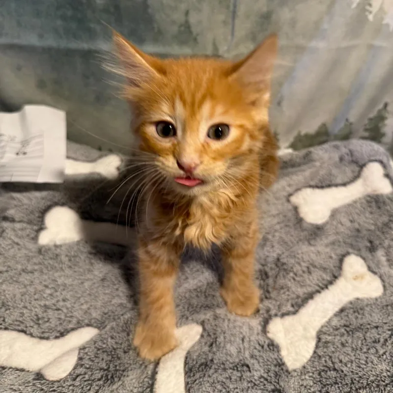 A baby small-sized male Orange / Red Domestic Short Hair cat named Kipper for adoption in Buffalo, MN