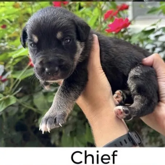 Chief