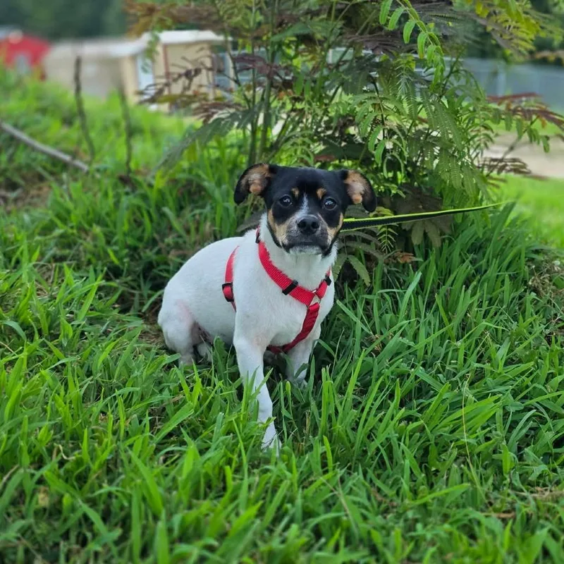 A young small-sized male White / Cream Chihuahua dog named Howl for adoption in Jackson, MO