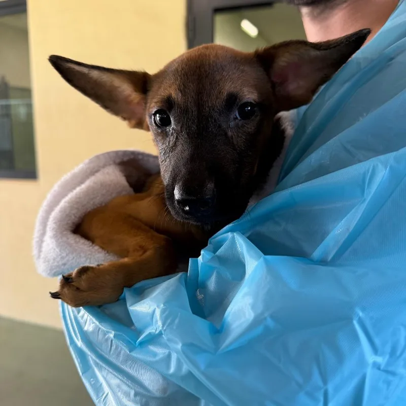 A baby medium-sized female Brown / Chocolate Australian Cattle Dog / Blue Heeler dog named Thelma for adoption in West Palm Beach, FL