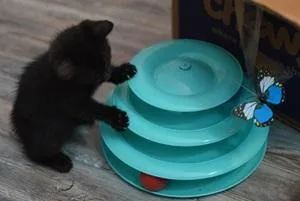 A baby medium-sized female Domestic Short Hair cat named Midnight for adoption in Raleigh, NC