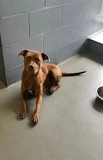 An adult medium-sized male Brown / Chocolate Mixed Breed dog named Pumba for adoption in New Roads, LA