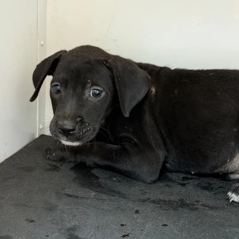 A baby small-sized male Black Mixed Breed dog named Parsnip for adoption in Pine Bluff, AR