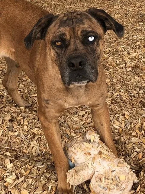 A young large-sized female Mastiff dog named Vera for adoption in Albuquerque, NM