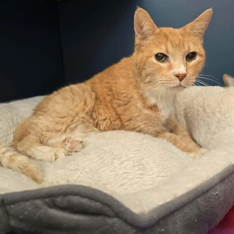 Sheriff Cheddar Biscuit