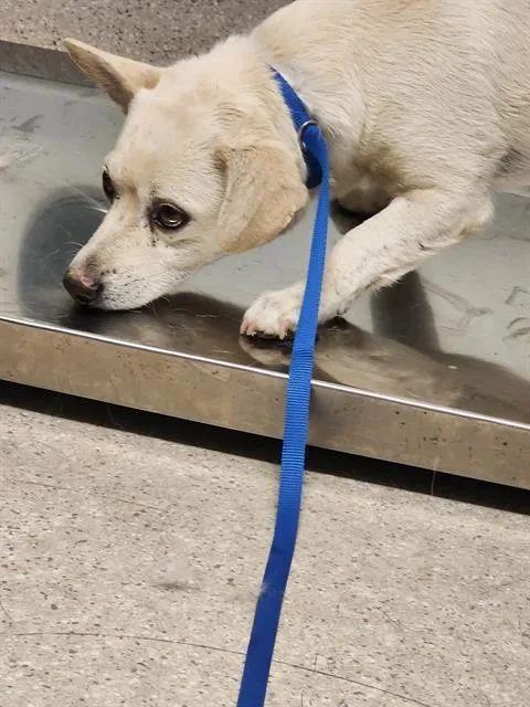 An adult small-sized male Chihuahua dog named Chapo for adoption in Bakersfield, CA
