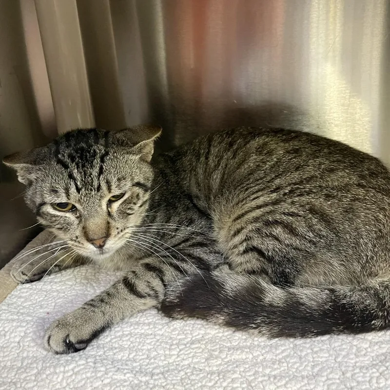 A young medium-sized male Gray / Blue / Silver Domestic Short Hair cat named Hat Man for adoption in Austin, TX